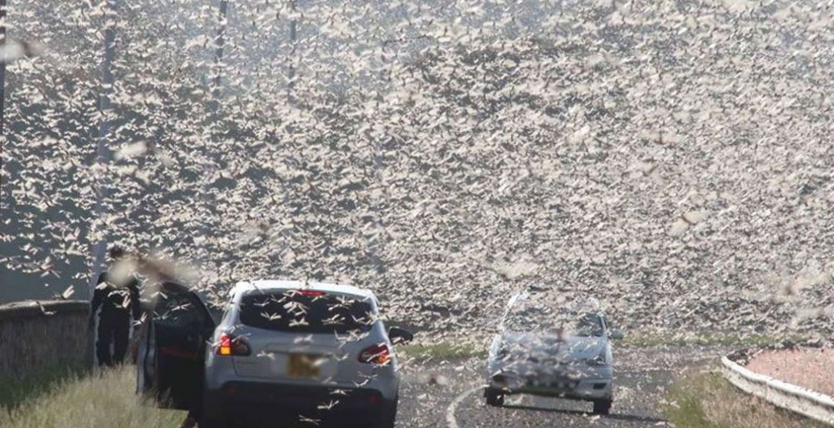 Kenya Warned of Second Wave of Desert Locusts Infestation in November