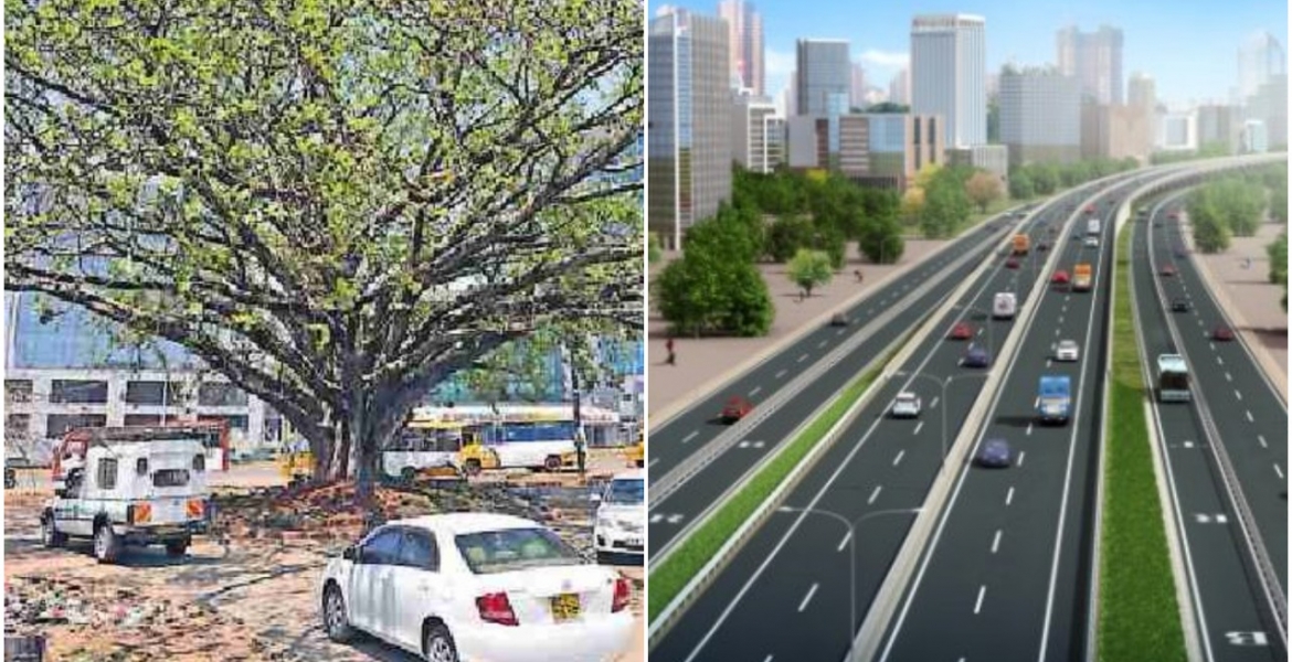 KeNHA to Transplant Westlands’ Iconic Fig Tree to Pave Way for Nairobi Expressway