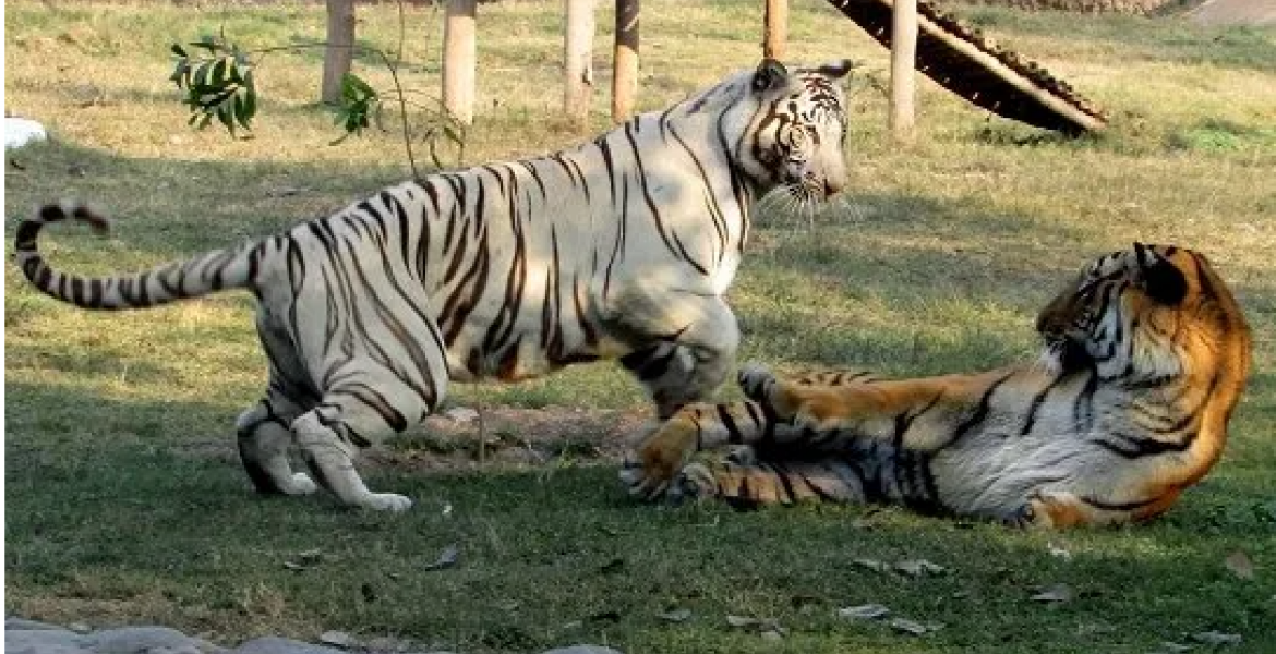 Uganda Imports Two Tigers from South Africa in Exchange for 25 Monkeys