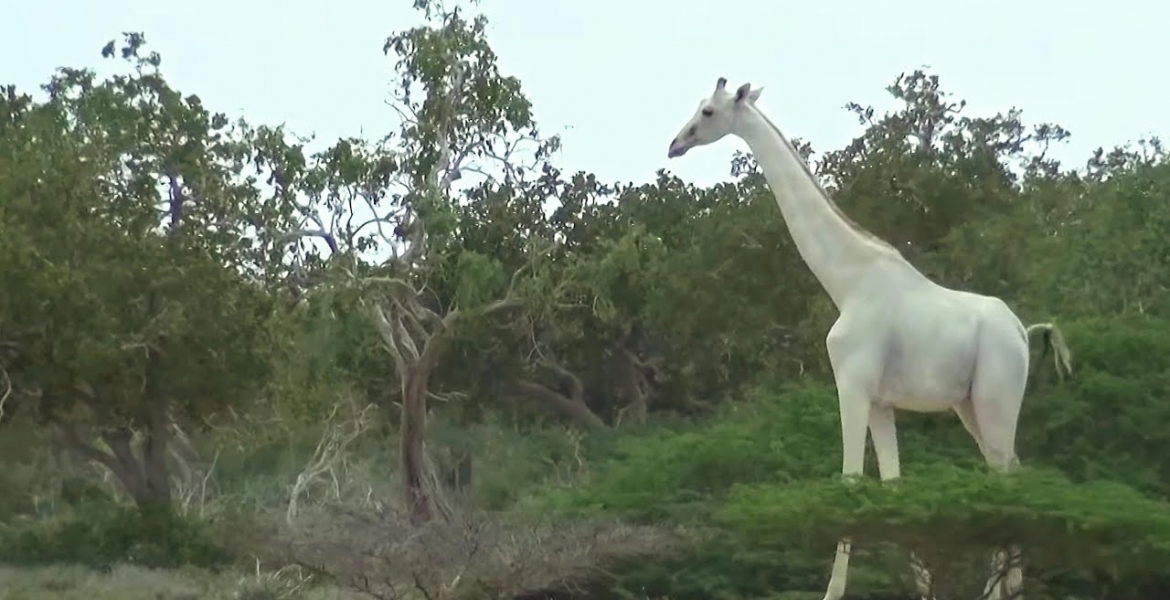 World’s Only White Giraffe Fitted with GPS Tracker in Kenya