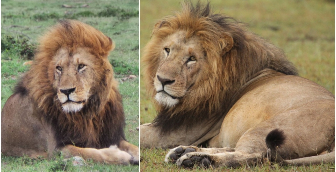 End of an Era: Maasai Mara's Iconic Lion Lolparpit Found Dead