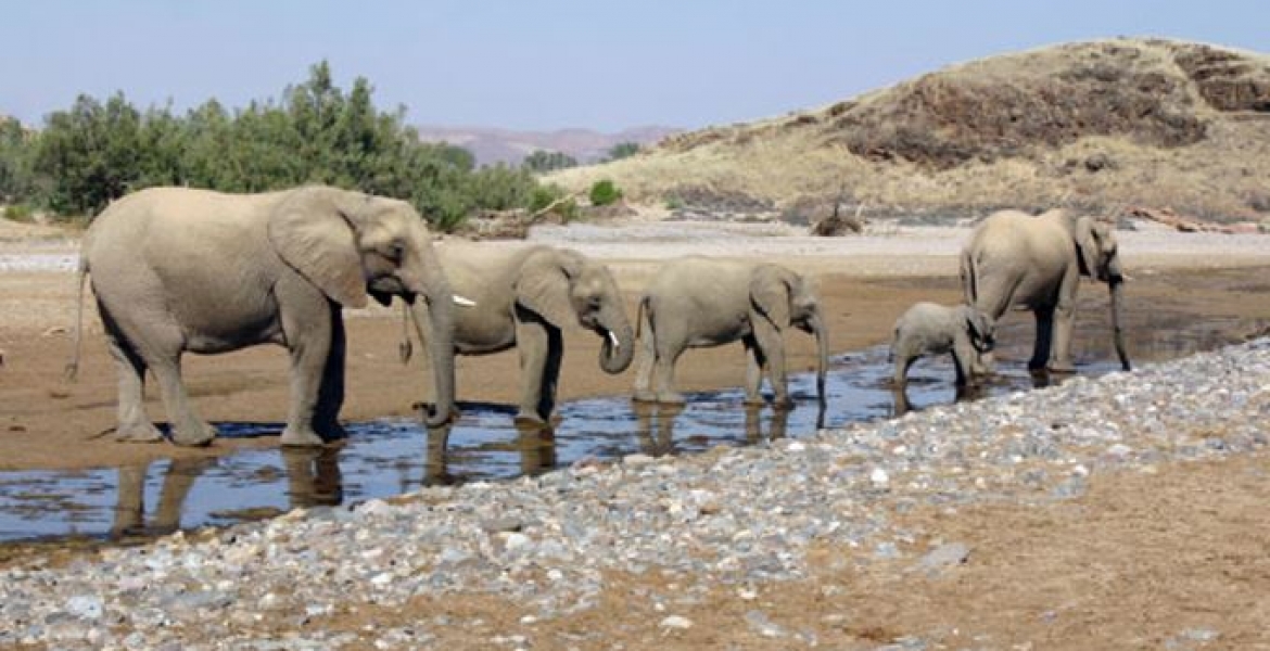 Namibia to Sell 170 'High-Value' Elephants Amid Drought and Rising Population