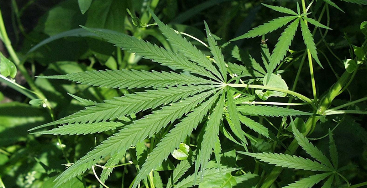 Gov't Says Marijuana Still Illegal in Kenya Despite Delisting from World's Most Dangerous Drugs List