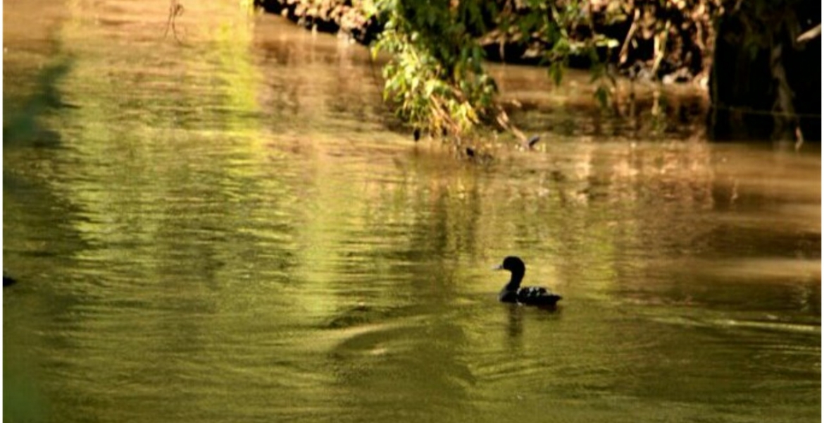 Kenyans Online React After Duck is Spotted Swimming in the Polluted Nairobi River