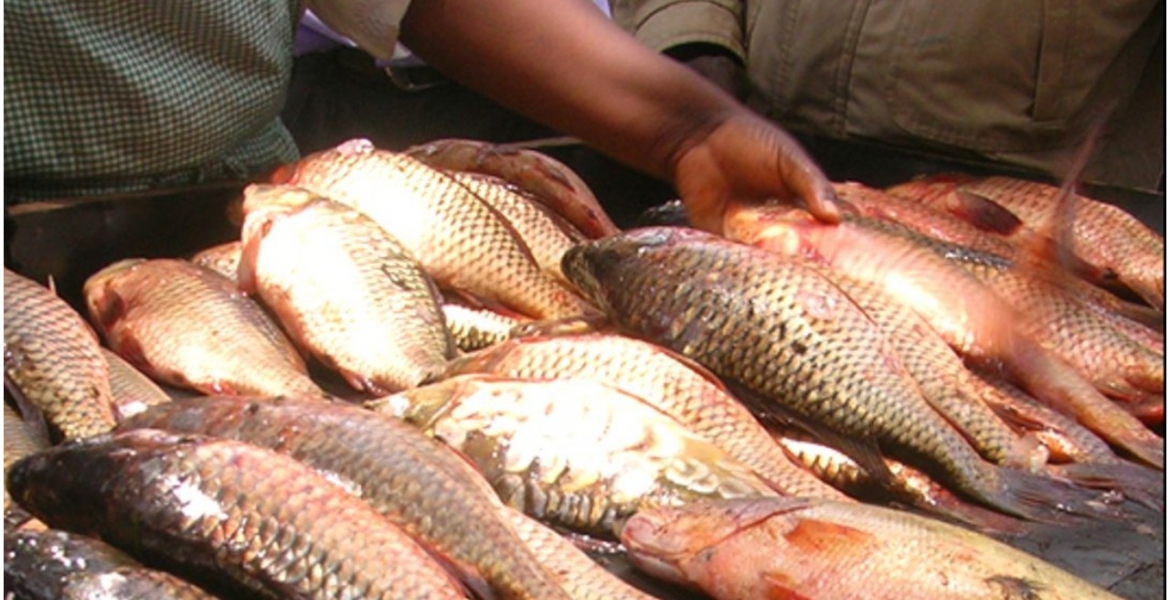 Government Bans Consumption of Fish from Lake Nakuru