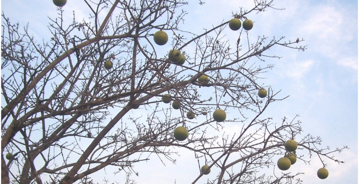 25 Members of the Same Family Die After Eating Wild Fruits and Plants