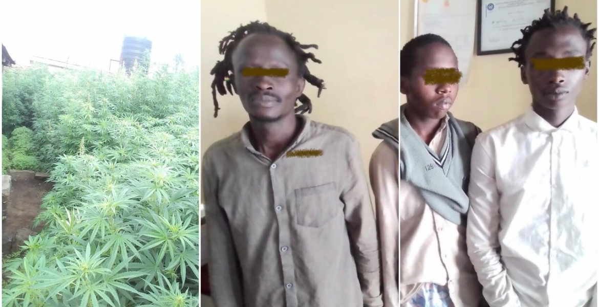 Three Suspects Arrested for Cultivating Bhang Worth Sh15 Million