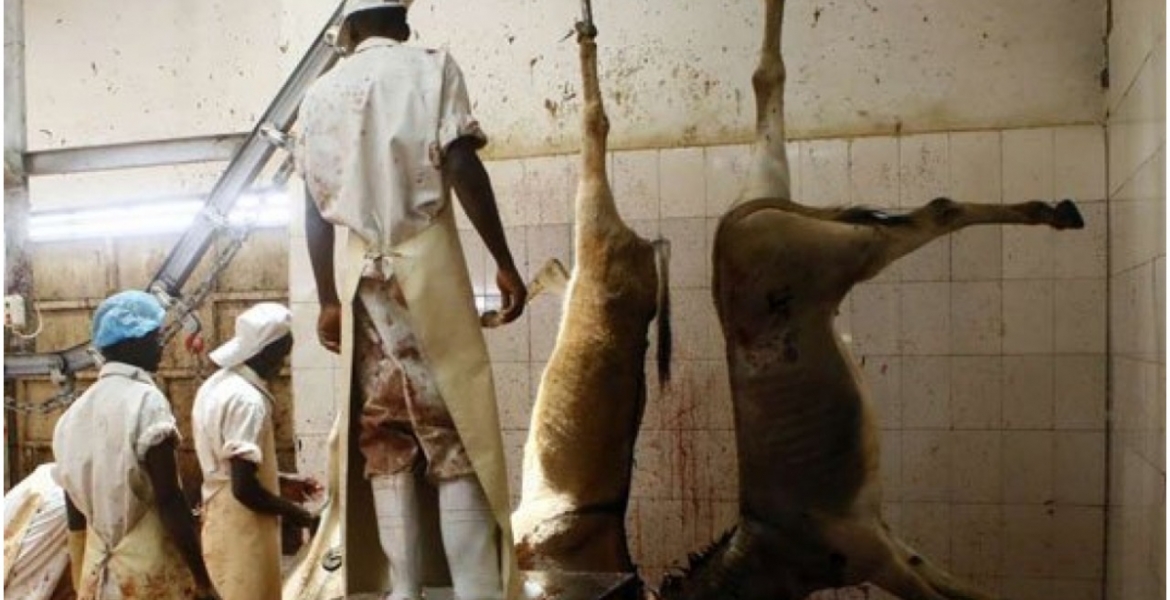 High Court Okays Slaughtering of Donkeys in Kenya