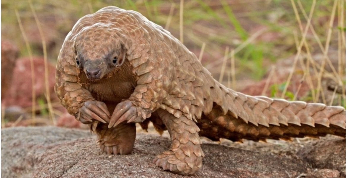 Kenya Launches First-Ever Wildlife Census at a Cost of Sh250 Million