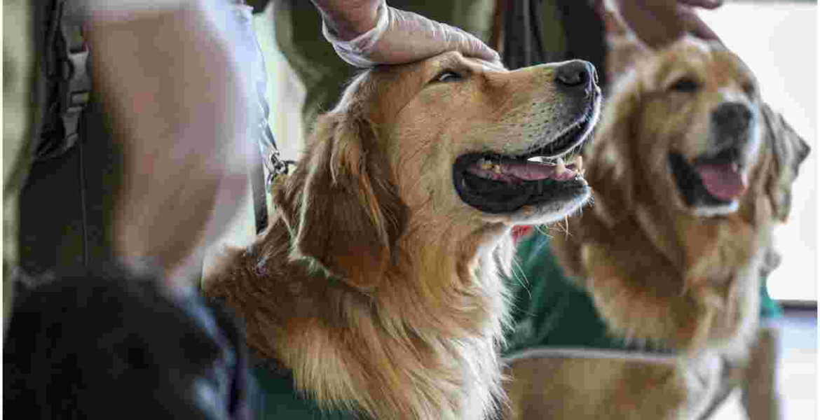 US Centers for Disease Control and Prevention (CDC) Bans Import of Dogs from Kenya