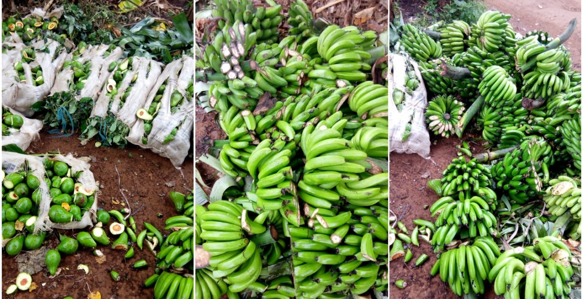 Kenyan Man Destroys Farm Produce Worth Sh200,000 to Stop Wife from Working on Father’s Day