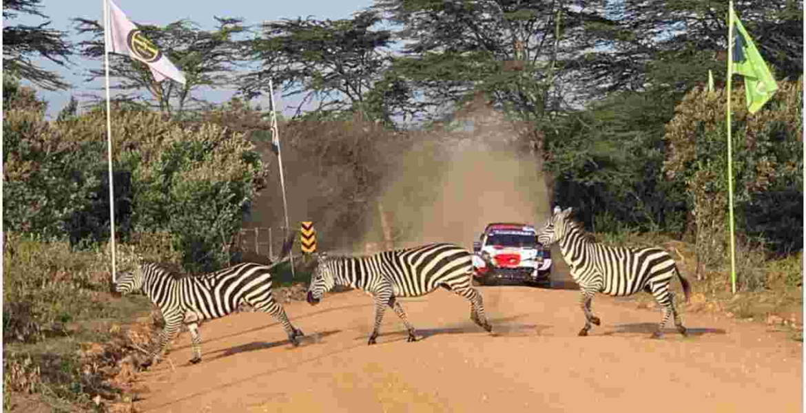 Nakuru Hotels Report 100% Bookings Courtesy of WRC Safari Rally Event