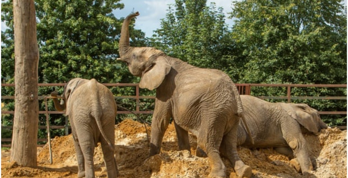 13 Elephants to be Flown from the UK to Kenya in Rewilding Project