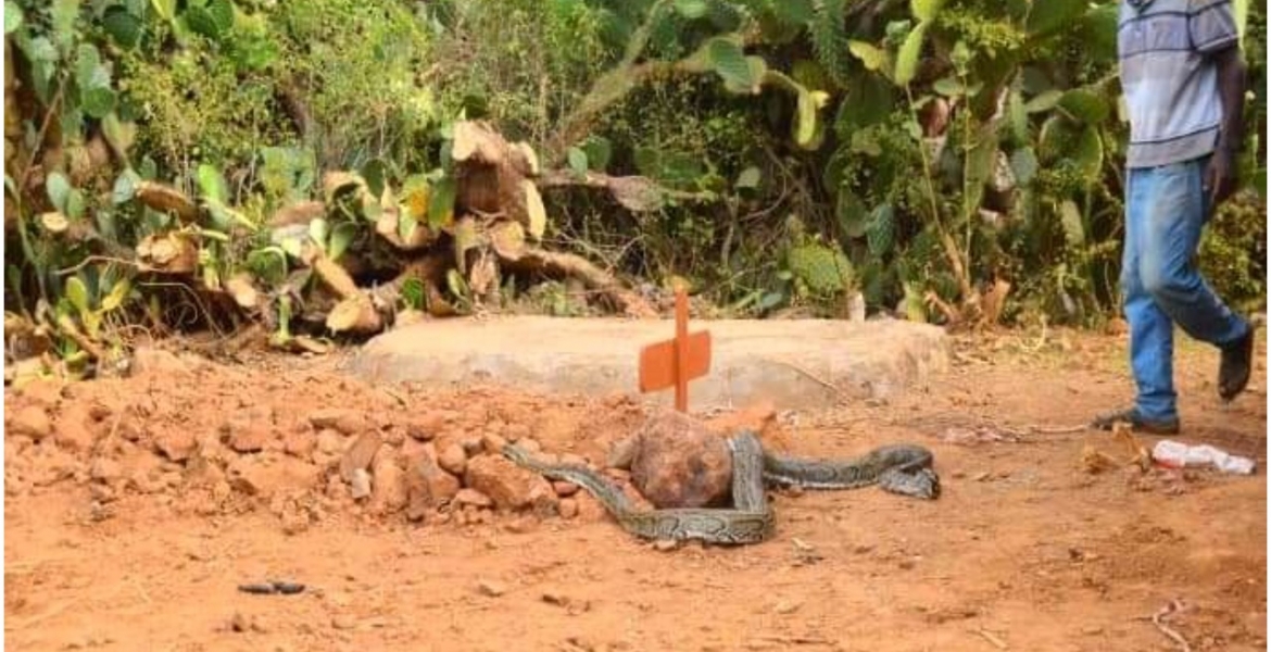 Residents Stunned as ‘Mourning’ Python Slithers into Venom Extractor’s House Before Lying on His Grave