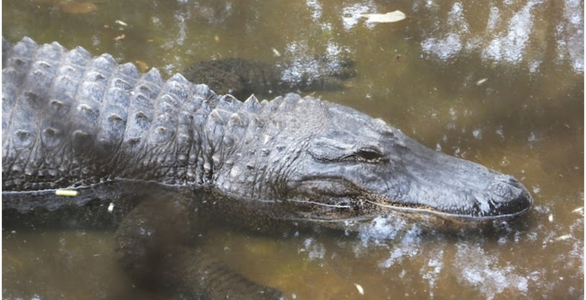 Kenya on the Brink of Losing its Only Alligator