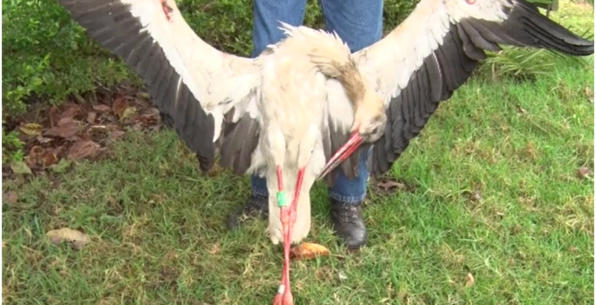 Migratory Bird Electrocuted in Kenya After Flying over 7,000km from Poland