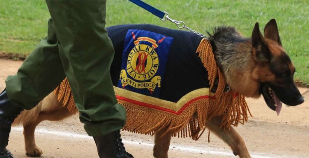 Search Begins as Trained Police Dog Goes Missing at Isiolo International Airport