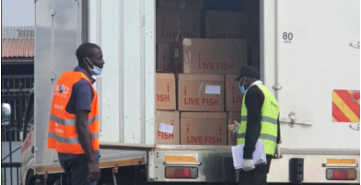 Chinese Nationals Arrested at JKIA Trying to Illegally Export 5,703kgs of Live Crabs