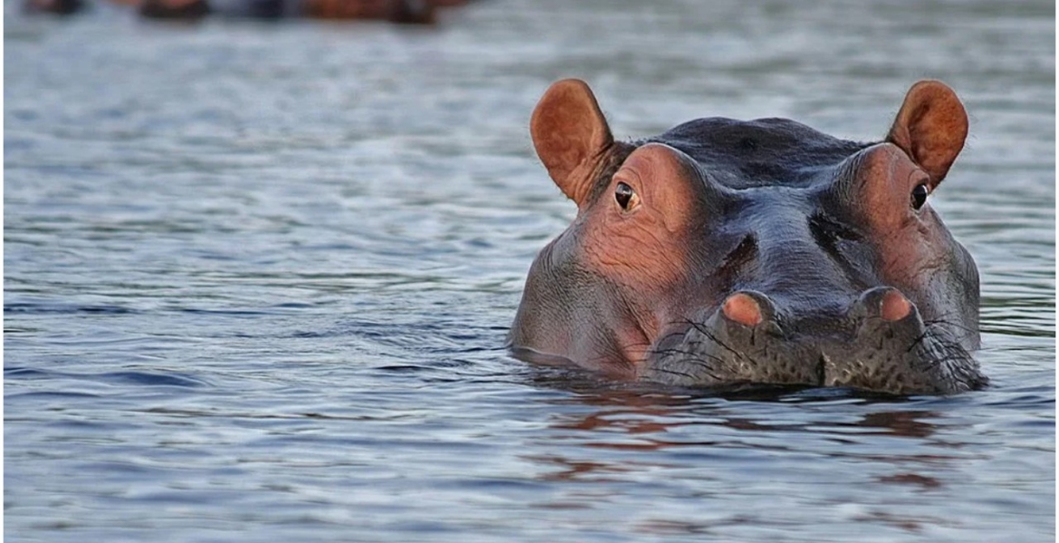 White South African Man Shoots a Black Woman, Claims He Mistook Her for a Hippo