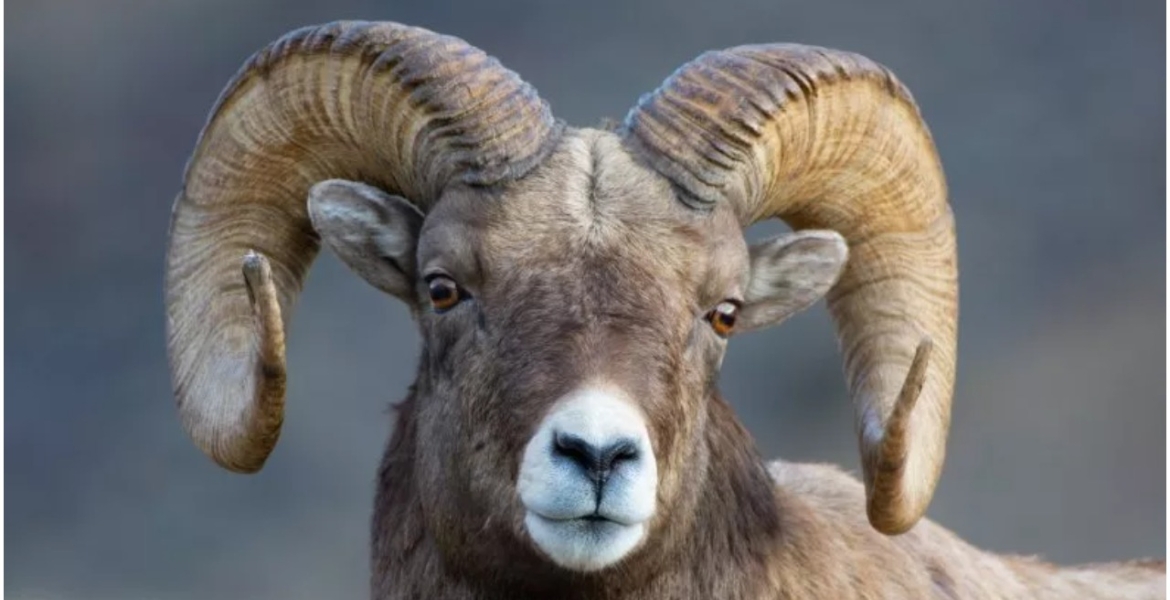 Sheep Sentenced to Serve Three Years at a Military Camp for Killing a Woman in South Sudan