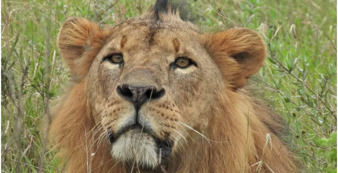 Sirikoi, Nairobi National Park’s Most Iconic Lion Dies