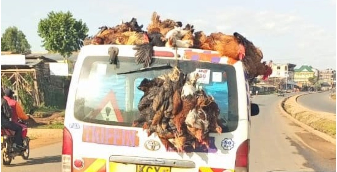 Police Warn Kenyans Against Transporting Chicken on Top of Vehicles