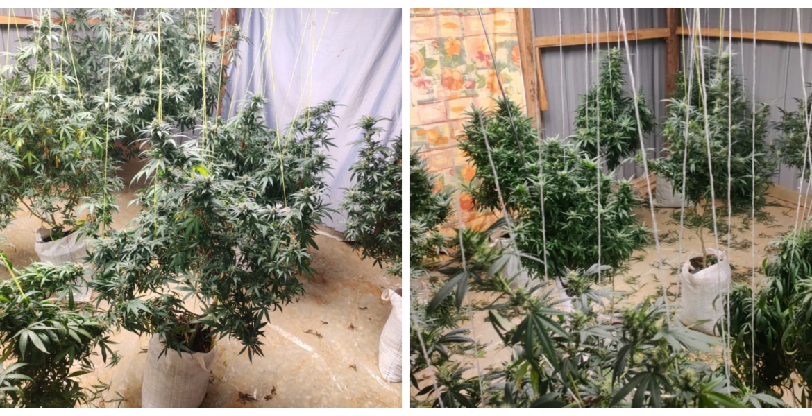Police Nab Cultivated Bhang Worth Sh1 Million in a Six-Bedroom 'Greenhouse' in Eldoret