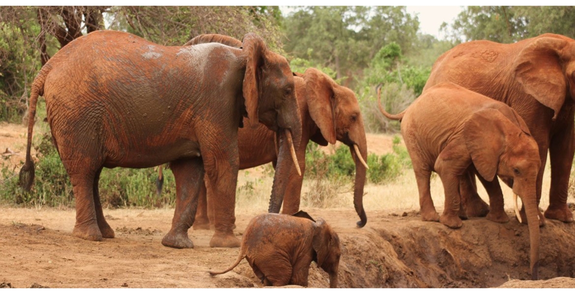 Over 70 Elephants Die in Tsavo National Park Due to Drought