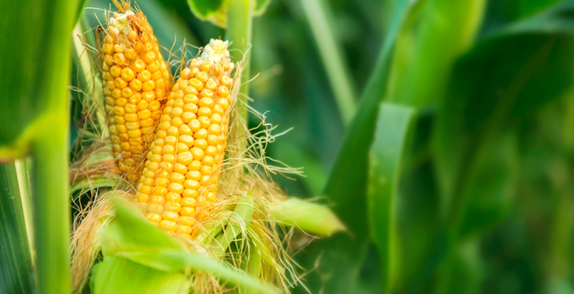 Kenya Lifts Ban on Importation and Cultivation of GMO Crops