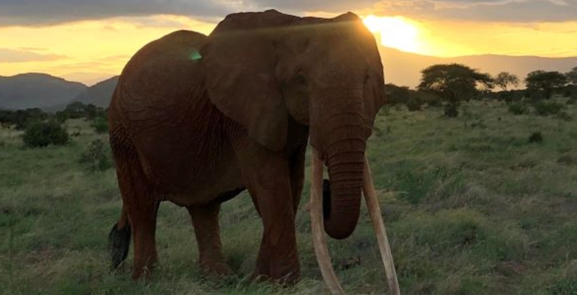'Africa's Largest Female Tusker' Dies in Kenya's Tsavo East National Park