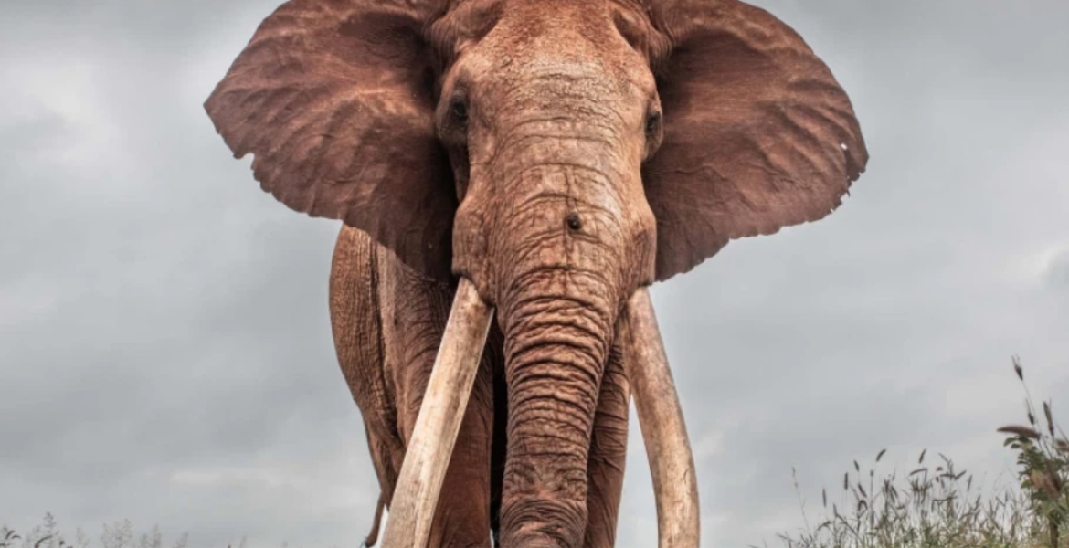 Kenya's Super Tusker Lugard Dies at Tsavo West National Park