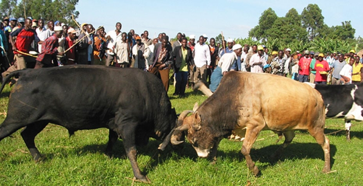 Kenyan Man Killed During a Bullfighting Match