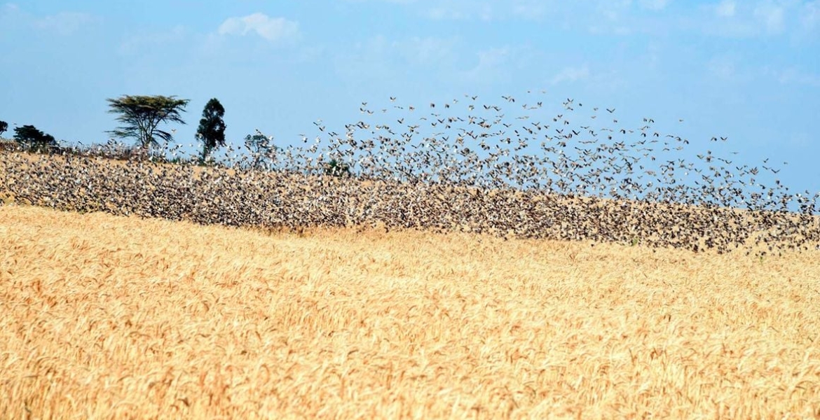Gov’t to Kill 5.8 Million Quelea Birds After Kisumu Invasion