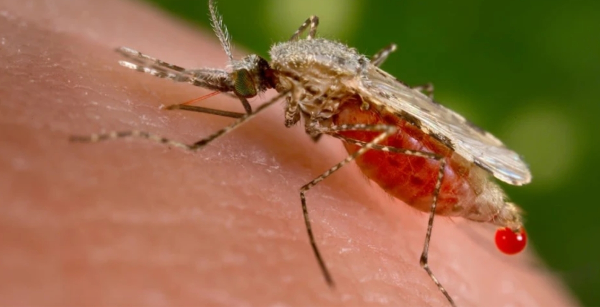 Alarm as Researchers Discover a Dangerous Malaria Vector in Kenya