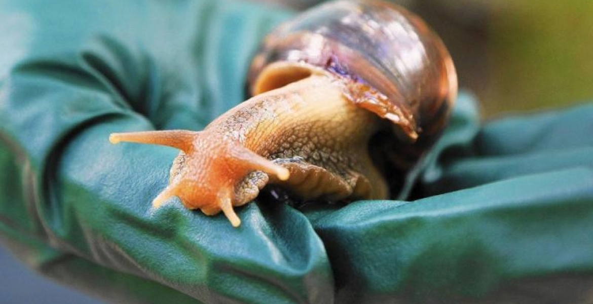 JKUAT Secures Sh128 Million to Make Cough Syrup from Snails