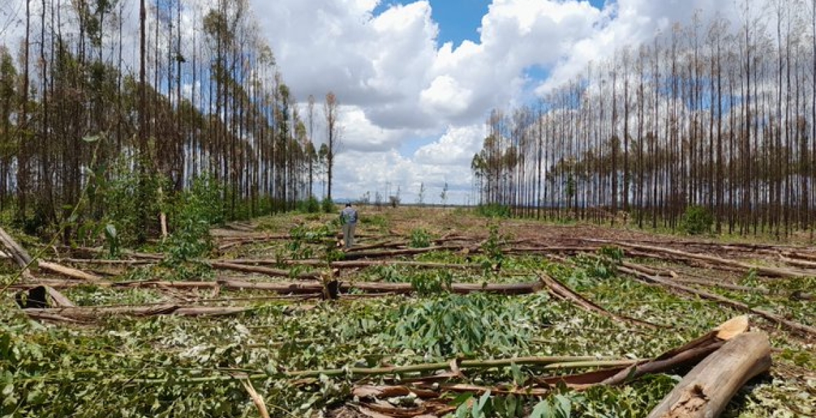 Police Probe Invasion of Kenyatta Family’s Ruiru Farm by Goons