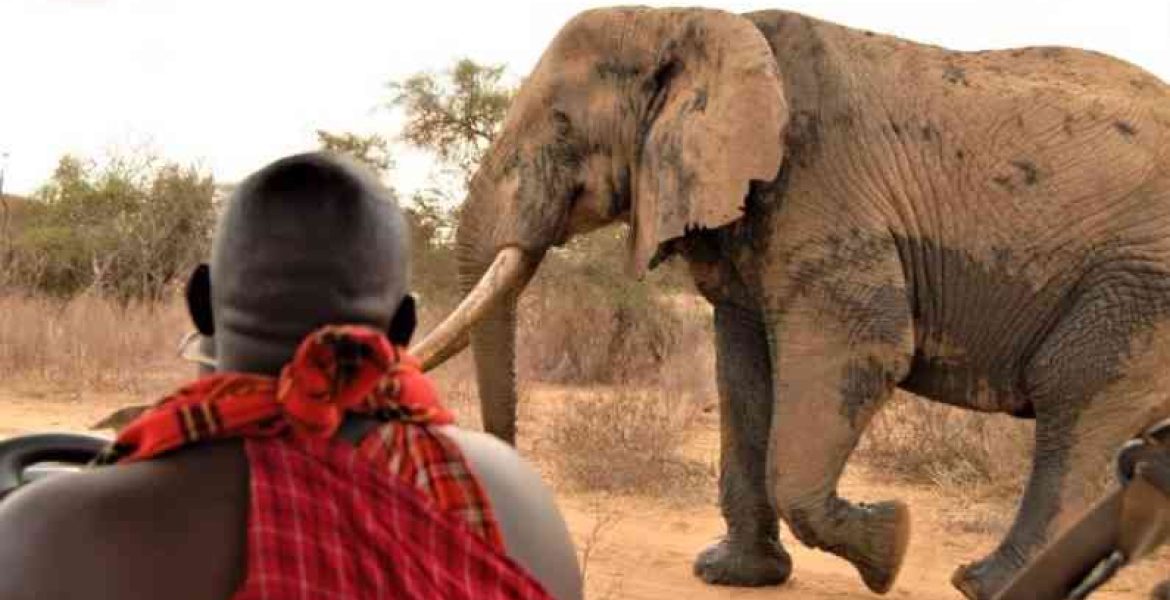 Tembo Naming Festival: Kenyans to Pay Up to Sh500,000 to Have an Elephant Named After Them