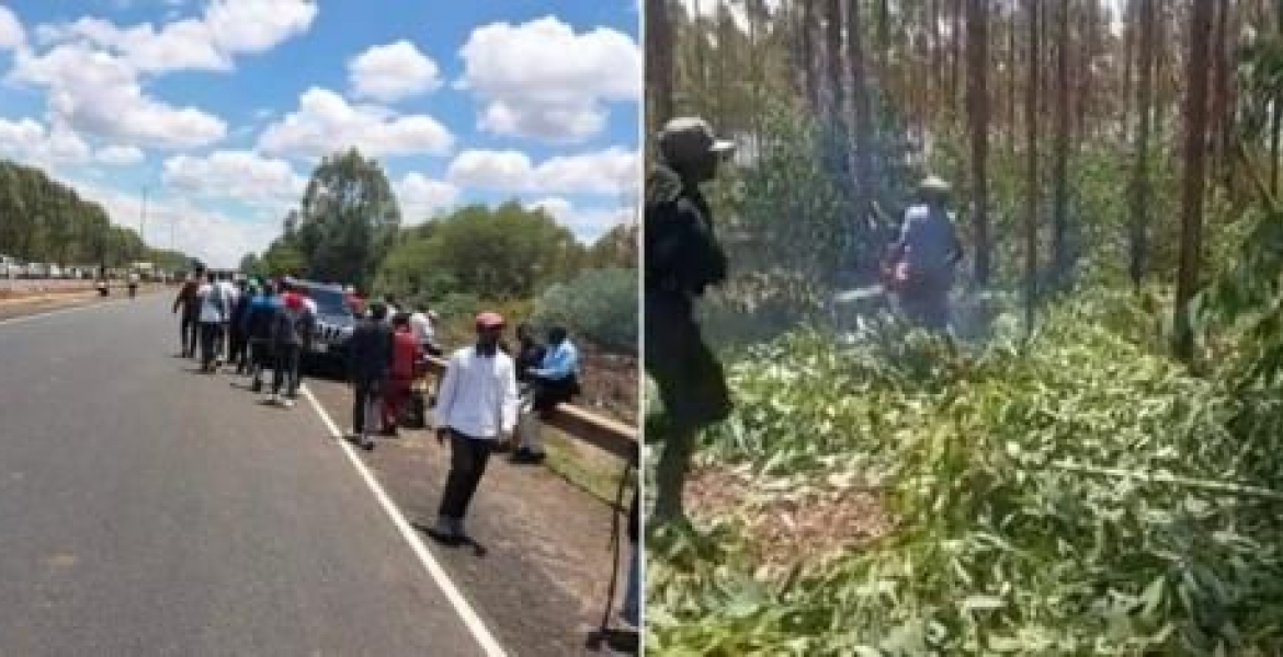 PHOTOS: Goons Invade Kenyatta Family’s Farm in Ruiru, Cut Down Trees and Steal Livestock