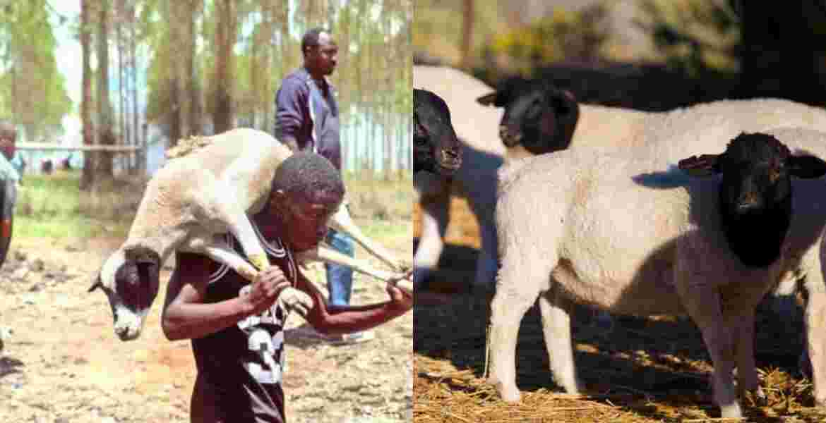 101 Sheep Stolen from Kenyatta Family’s Northlands Farm Recovered