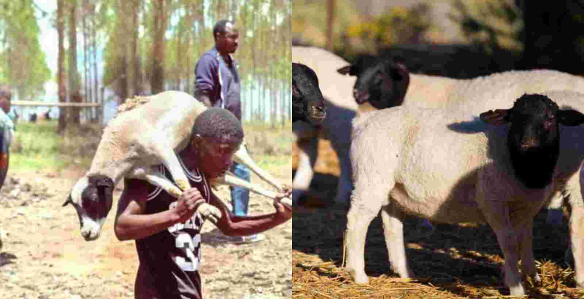 18 Dorper Sheep Stolen from Kenyatta Family’s Northlands Farm Secretly Returned