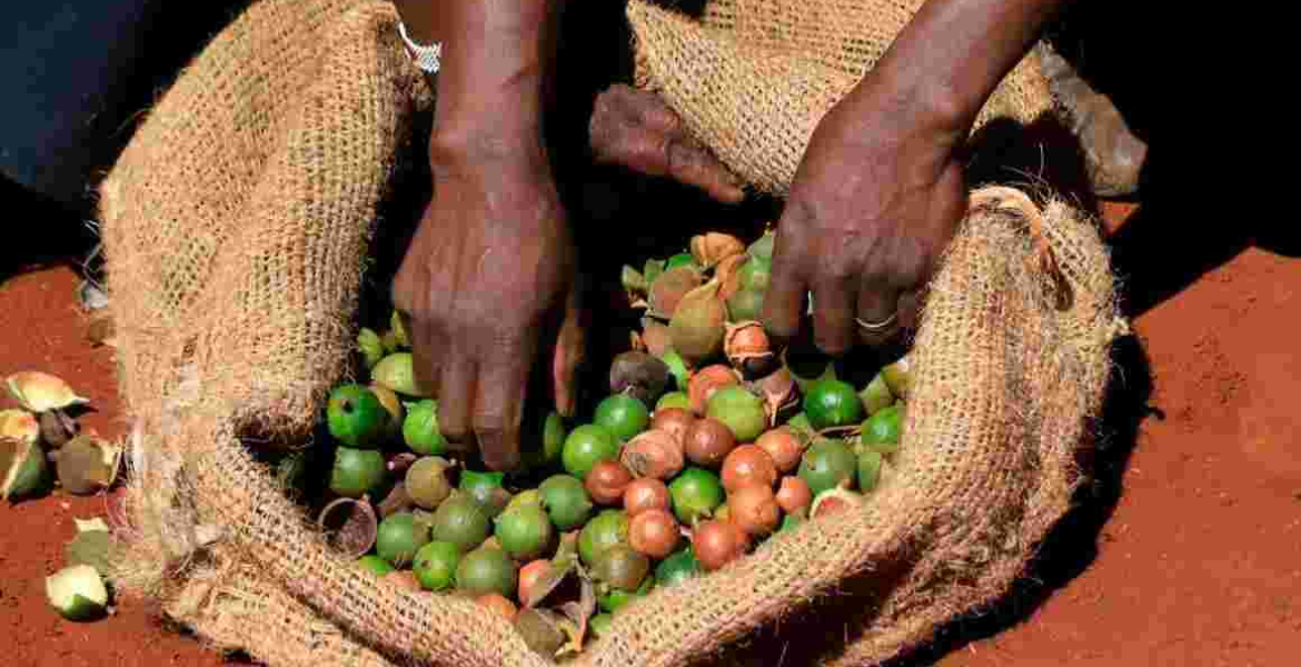 Kenyan Authorities Deport Eight Cartels for Exploiting Macadamia Farmers