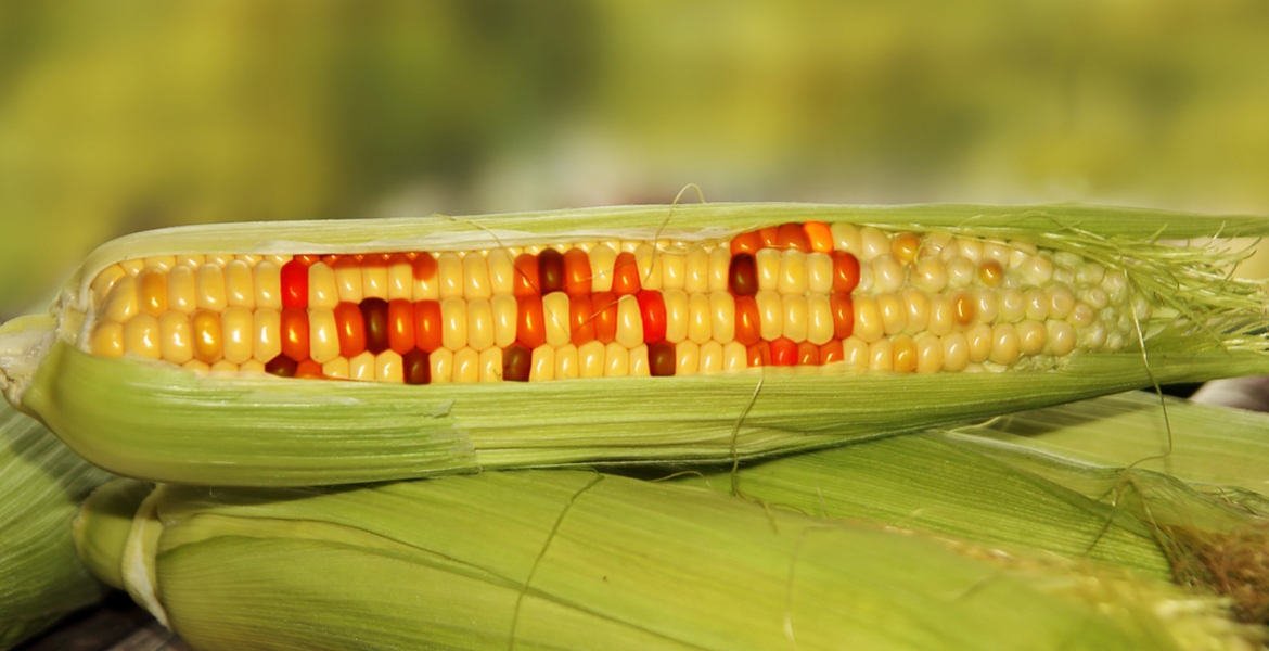 Court of Appeal Upholds Ban on GMOs Importation