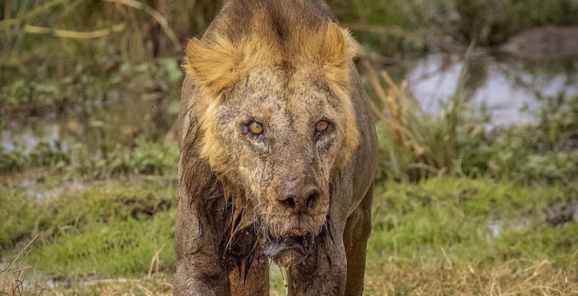 Oldest Lion in Amboseli National Park Killed by Herders