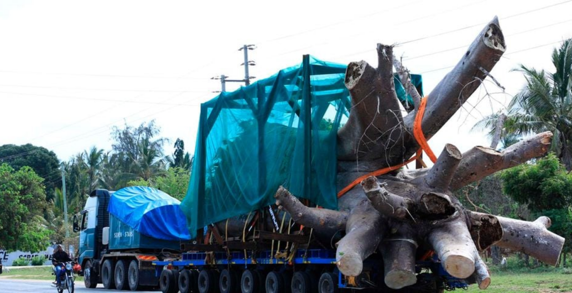 Two Kenyan Stowaways Arrested Hiding in Ship Transporting Baobabs to Georgia