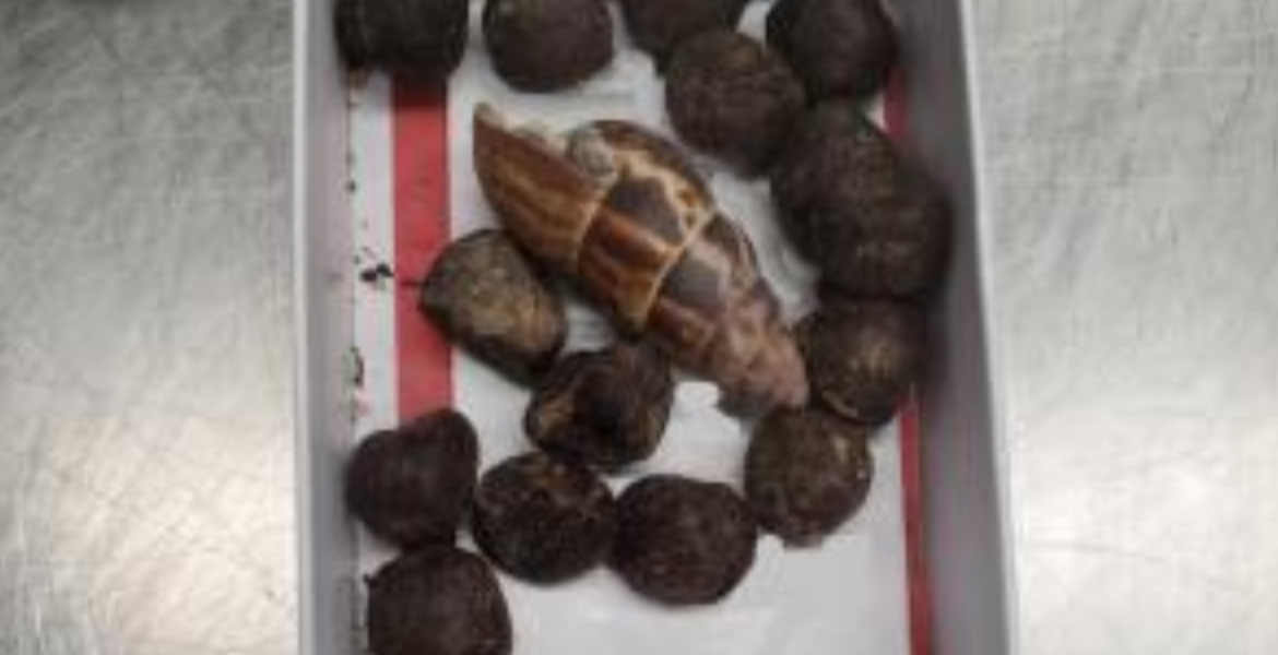 Woman Traveling from Kenya Arrested at Minnesota Airport With Giraffe Poop