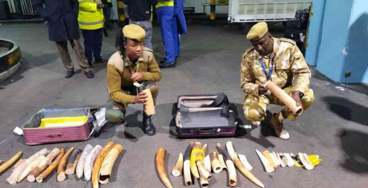 Indonesian Citizen Arrested With Ivory Worth Ksh10 Million At JKIA