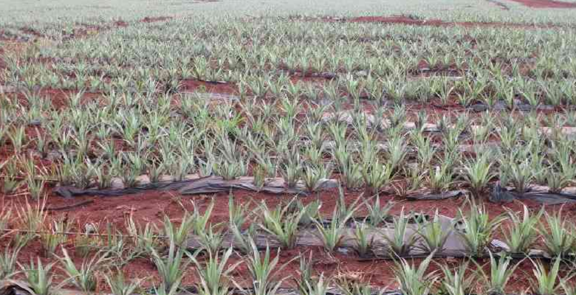 Pineapple Plantation at Del Monte Farm in Muranga County Workers Cry Foul as Del Monte Cuts Working Days to Cut Costs