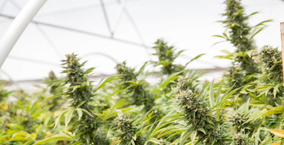 Using or Selling Cannabis (‘bhang’) is Illegal in Kenya Should Kenya Legalize and Start Bhang Exportation?