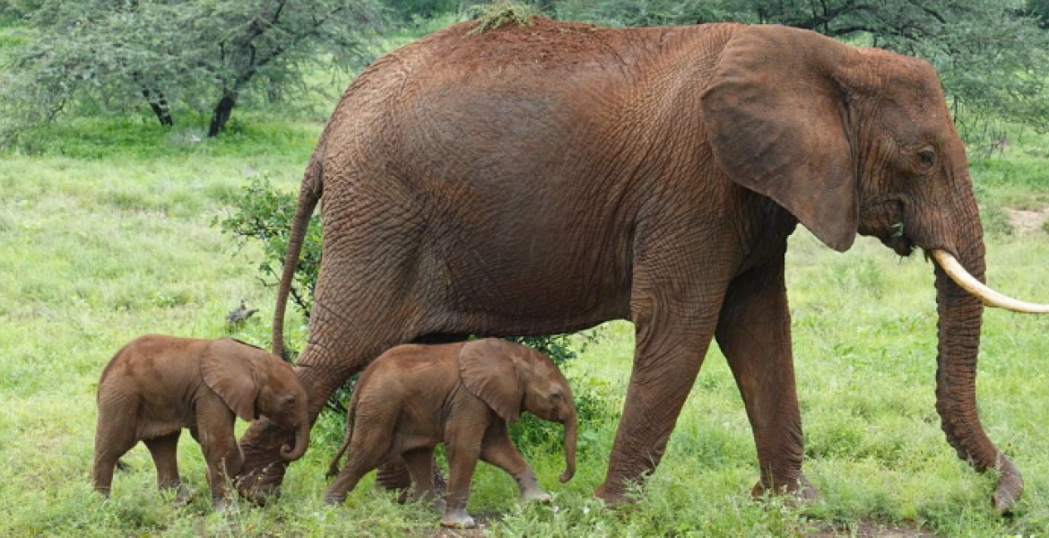 Rare Elephant Twins Born in Kenya, a Captivating Moment Caught on Camera