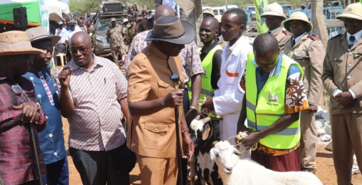 Ruto and Gachagua Acquire 1,000 Goats for Sh15 Million at Kimalel Goat Auction